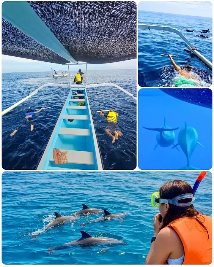 Tourists enjoying a Lovina dolphin tour in Bali, featuring snorkeling with dolphins using a traditional outrigger boat and underwater views of wild dolphins in the North Bali sea