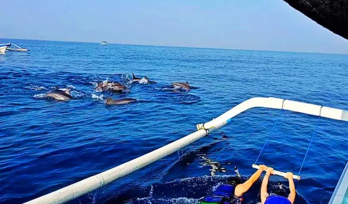 Two tourists enjoying the swim with dolphins experience in Lovina, snorkeling side-by-side while holding onto the boat outriggers in the clear blue Bali sea.
