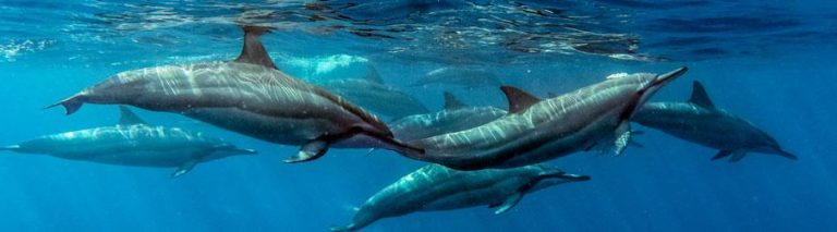 Swim With Dolphin At Lovina Beach