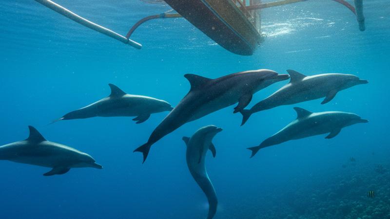 Illustration of several dolphins swimming beneath a traditional Balinese jukung boat in Lovina.