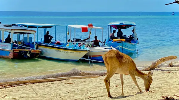 The Deer roam very close to the Menjangan Island Boat