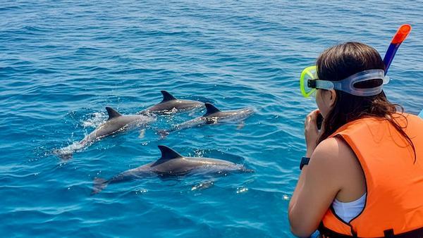 ilustrasi seorang pengunjung yang mengamati lumba lumba dari dekat