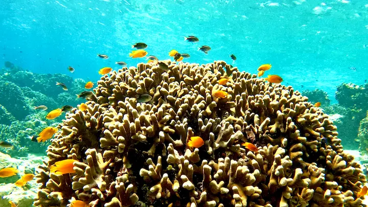 Vibrant coral reefs and colorful tropical fish underwater at Menjangan Island, Bali.